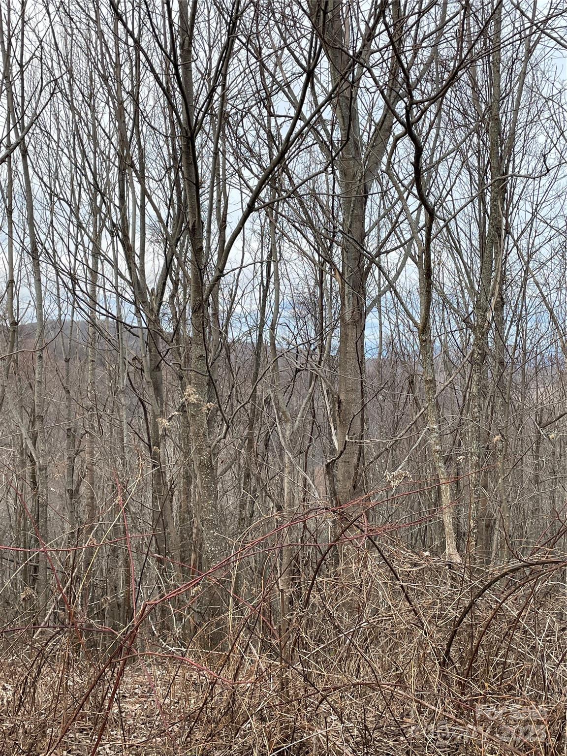 2 Turkey Trot Road Clyde, NC 28721 - Photo 39 of 48 a backyard of a house with lots of green space
