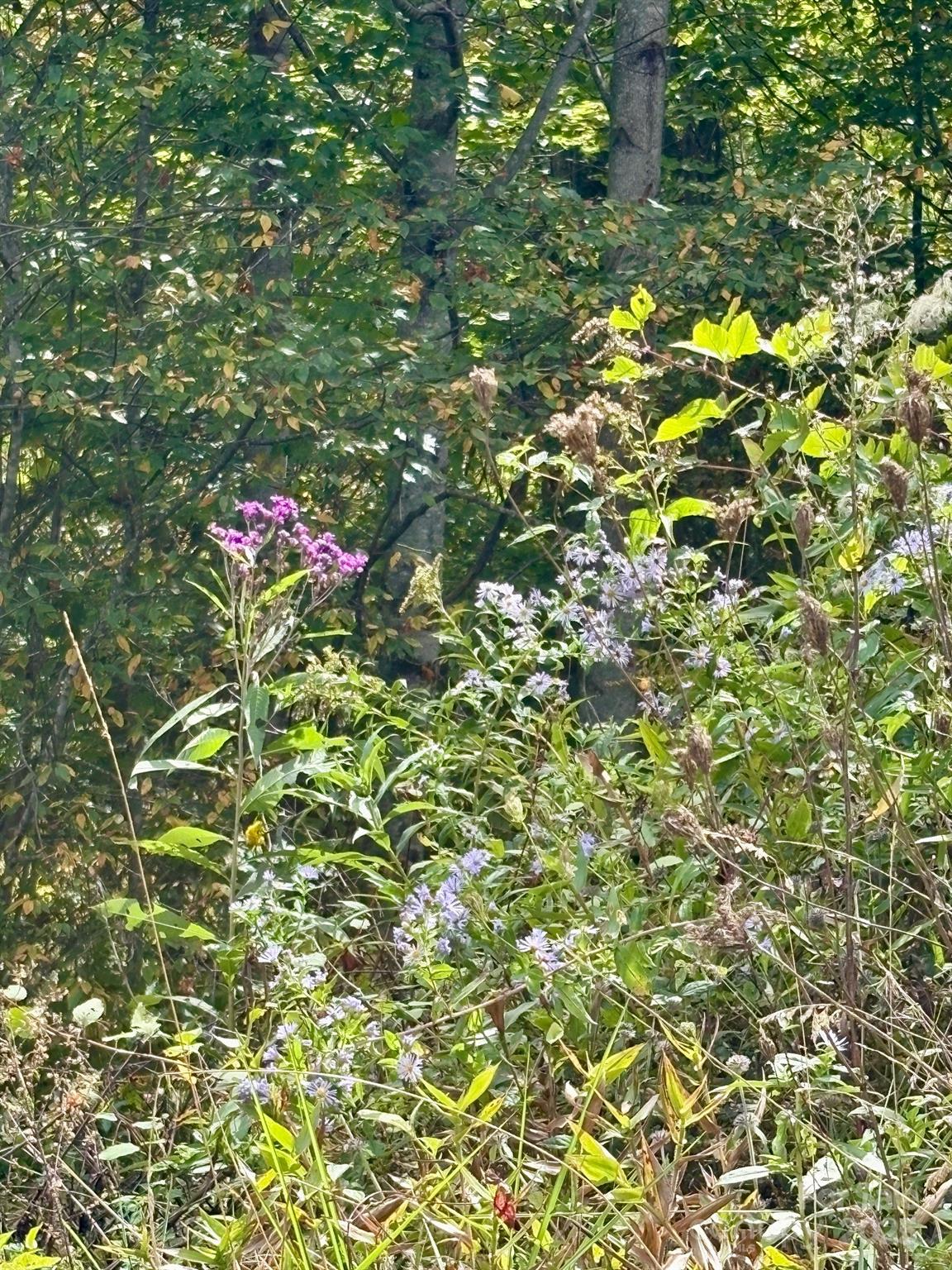 2 Turkey Trot Road Clyde, NC 28721 - Photo 42 of 48 a small yard with white cabinetry