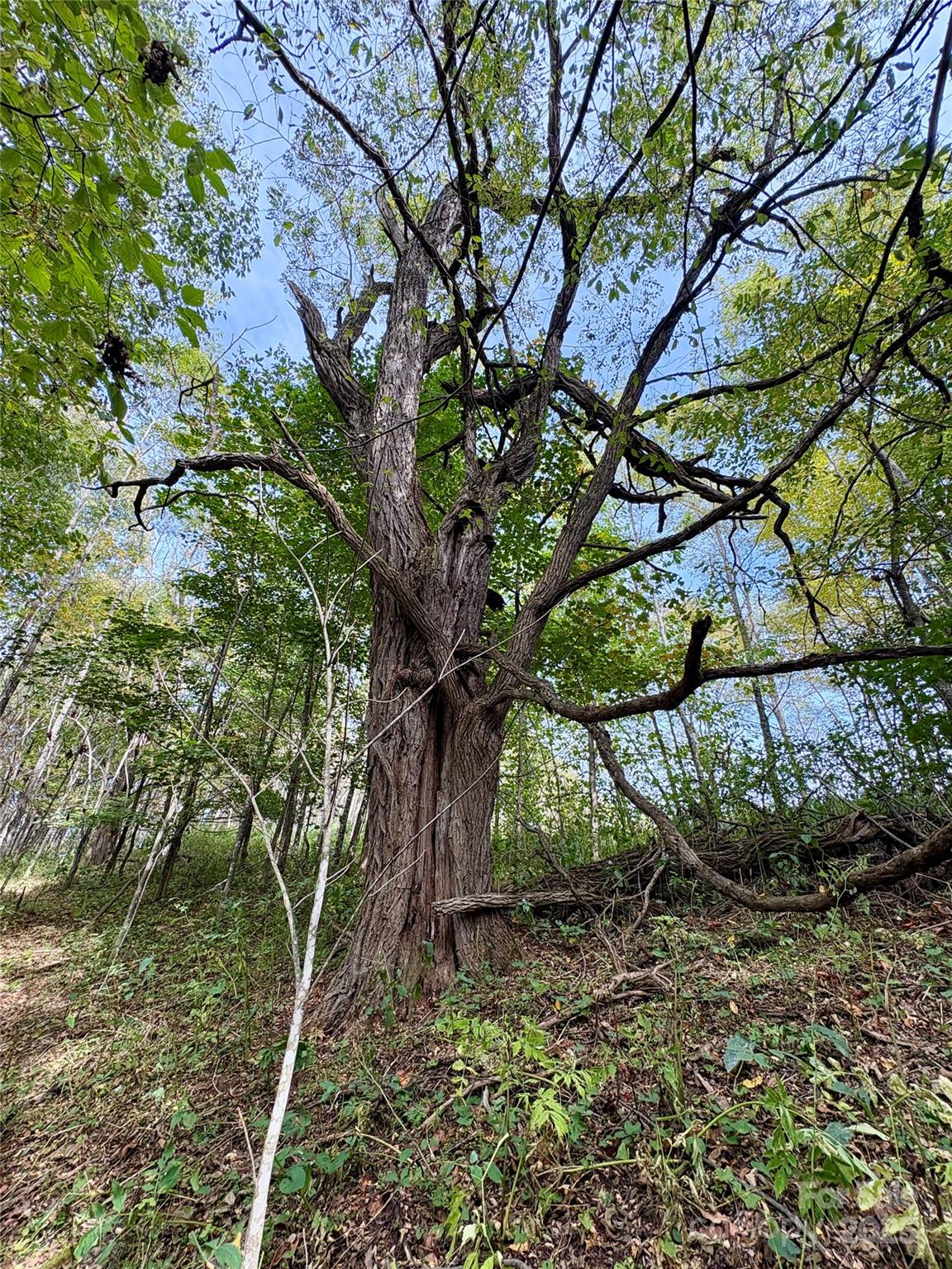 2 Turkey Trot Road Clyde, NC 28721 - Photo 44 of 48 a backyard of a house with lots of green space