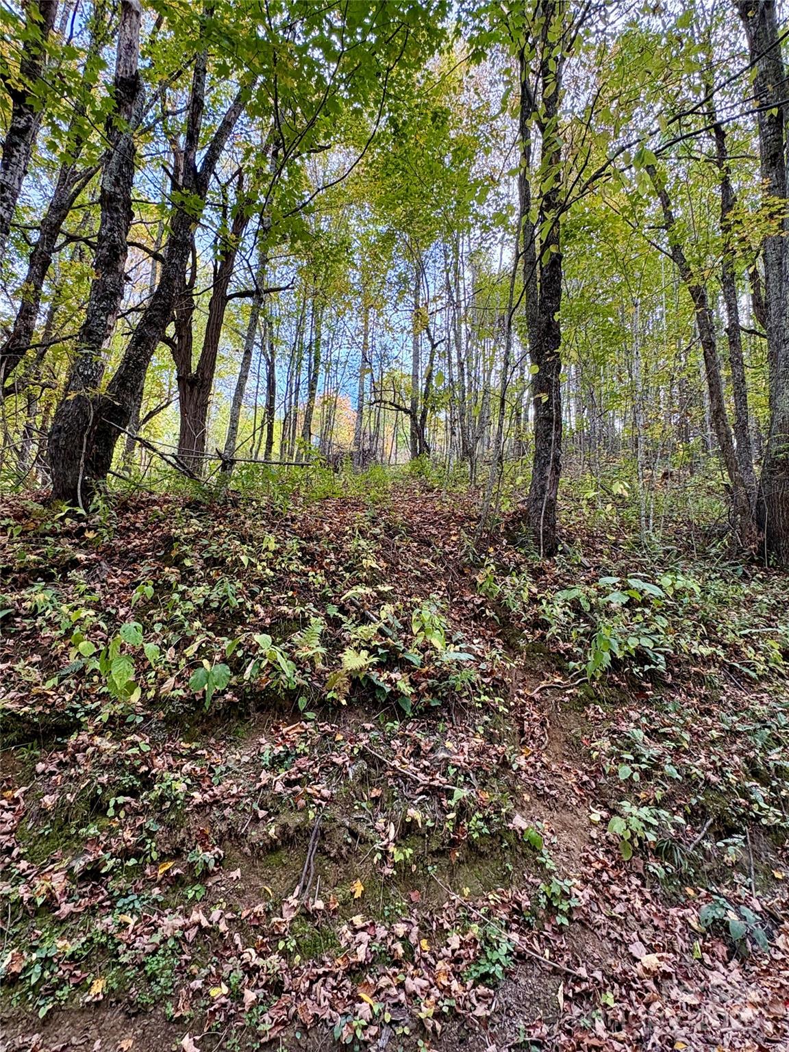 2 Turkey Trot Road Clyde, NC 28721 - Photo 45 of 48 a backyard of a house with lots of green space