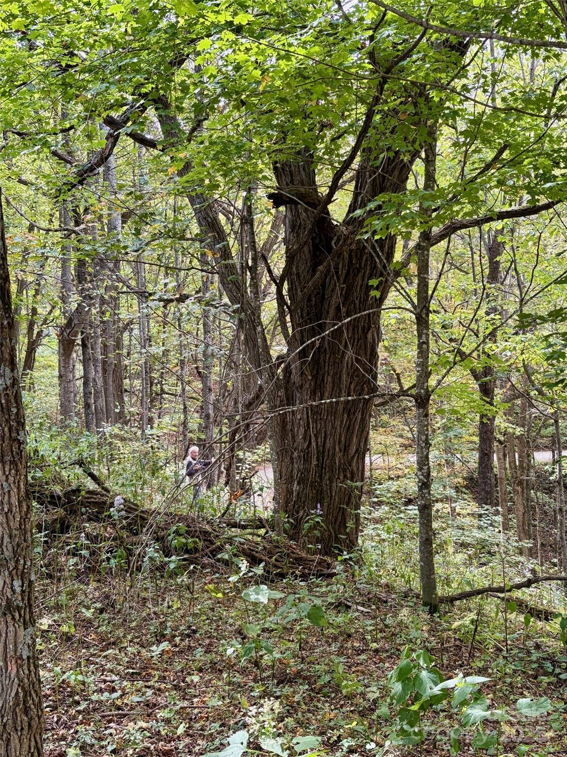 2 Turkey Trot Road Clyde, NC 28721 - Photo 47 of 48 a backyard of a house with lots of green space