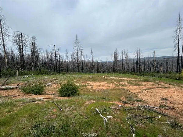 a view of a yard with large trees