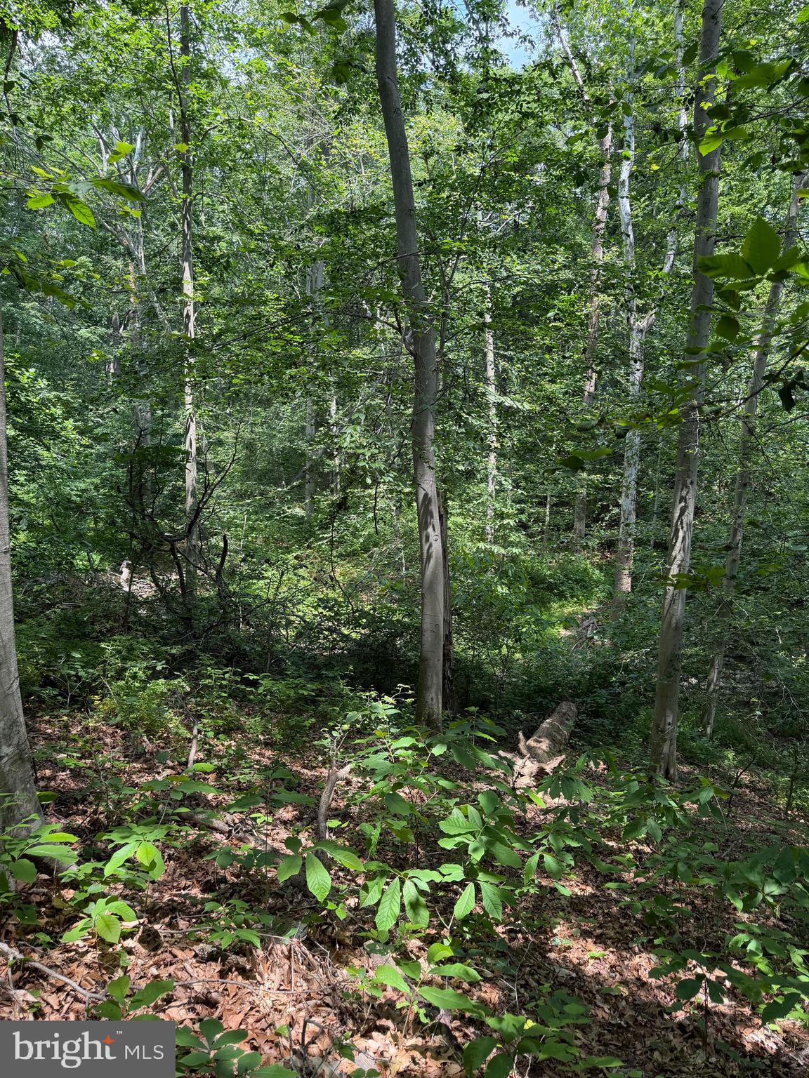 Ragan Road Conowingo, MD 21918 - Photo 5 of 7