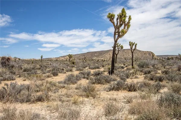 a view of a dry yard with lots of bushes