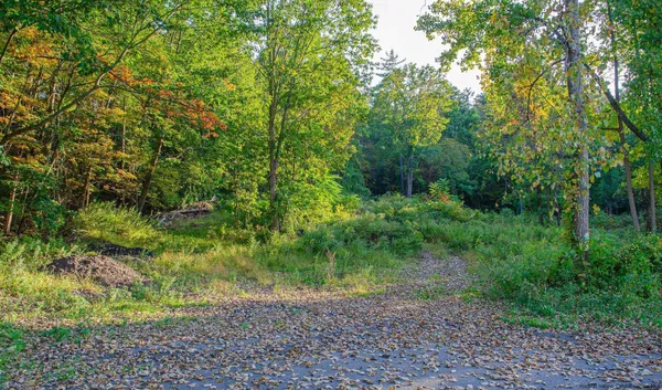 a view of a yard with plants and large trees