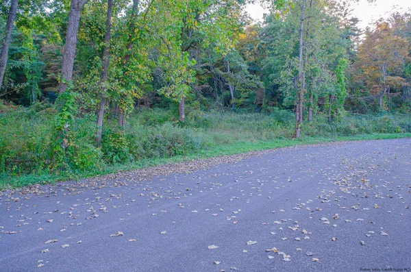 a view of a field with trees in the background
