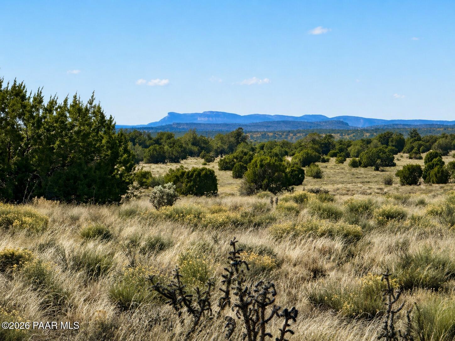 78 North Miller Road Seligman, AZ 86337 - Photo 2 of 4 a view of a large trees with a yard