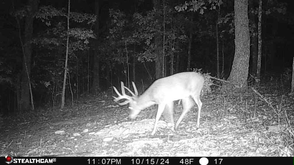 700 Clay Camp Road Hitchins, KY 41146 - Photo 68 of 108 Buck