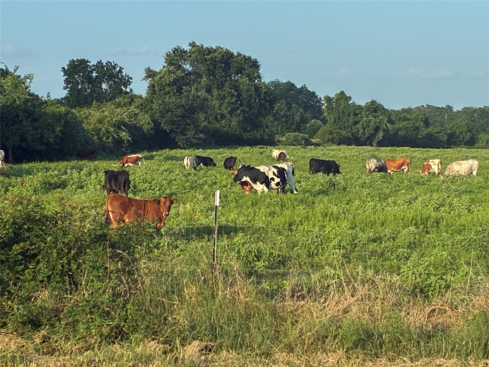 1523 22nd Street Hempstead, TX 77445 - Photo 24 of 26 Expansive open field and neighboring pasture create beautiful rural views and added privacy.