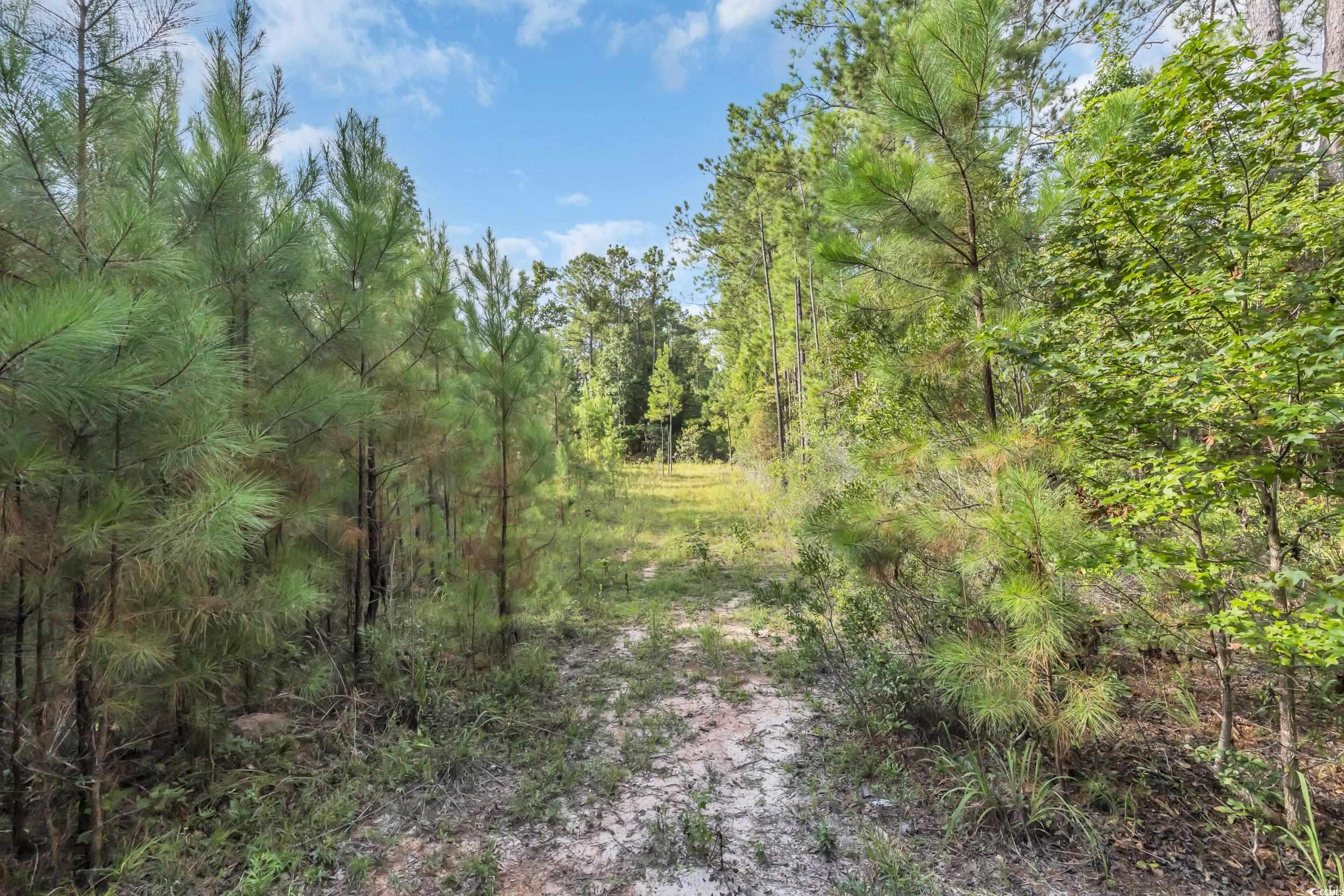Tbd Creek Bend Road Georgetown, SC 29440 - Photo 4 of 12