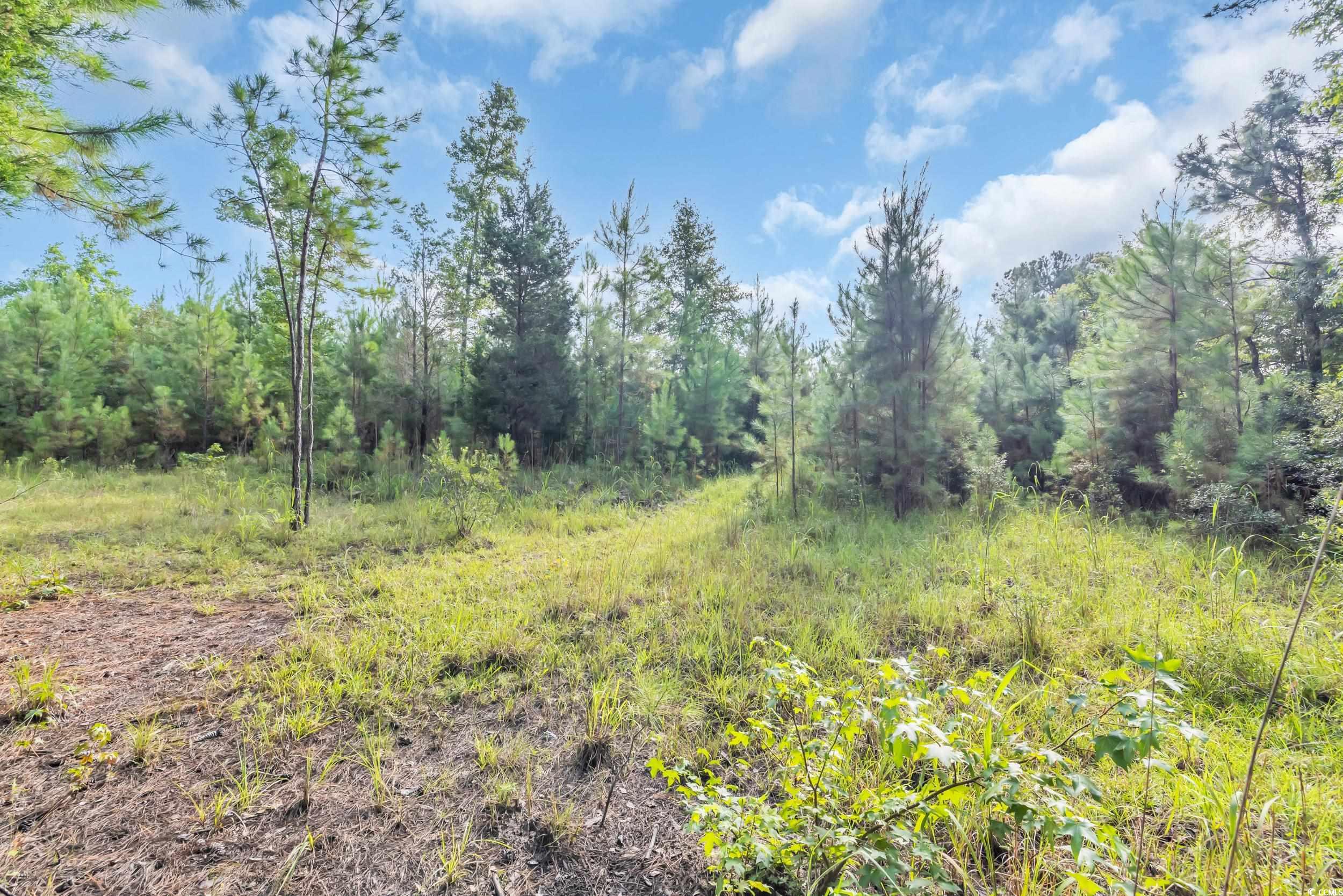 Tbd Creek Bend Road Georgetown, SC 29440 - Photo 5 of 12