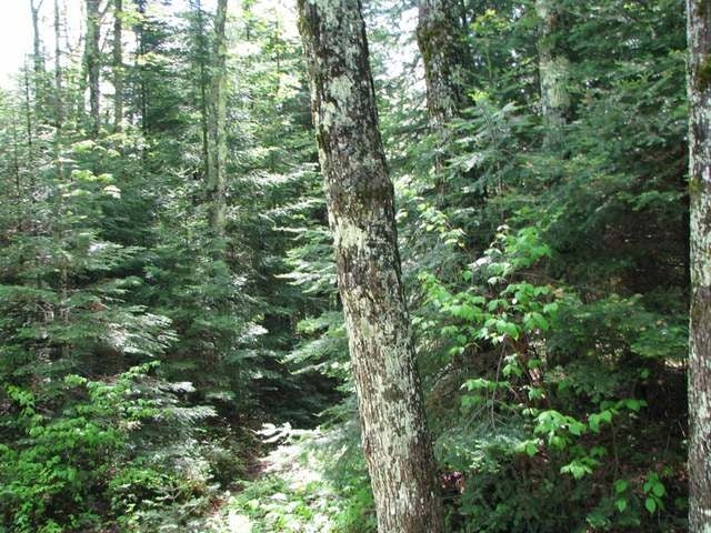 Near2925 Columbus Lake Road Eagle River, WI 54521 - Photo 6 of 7 Gallery Image 6