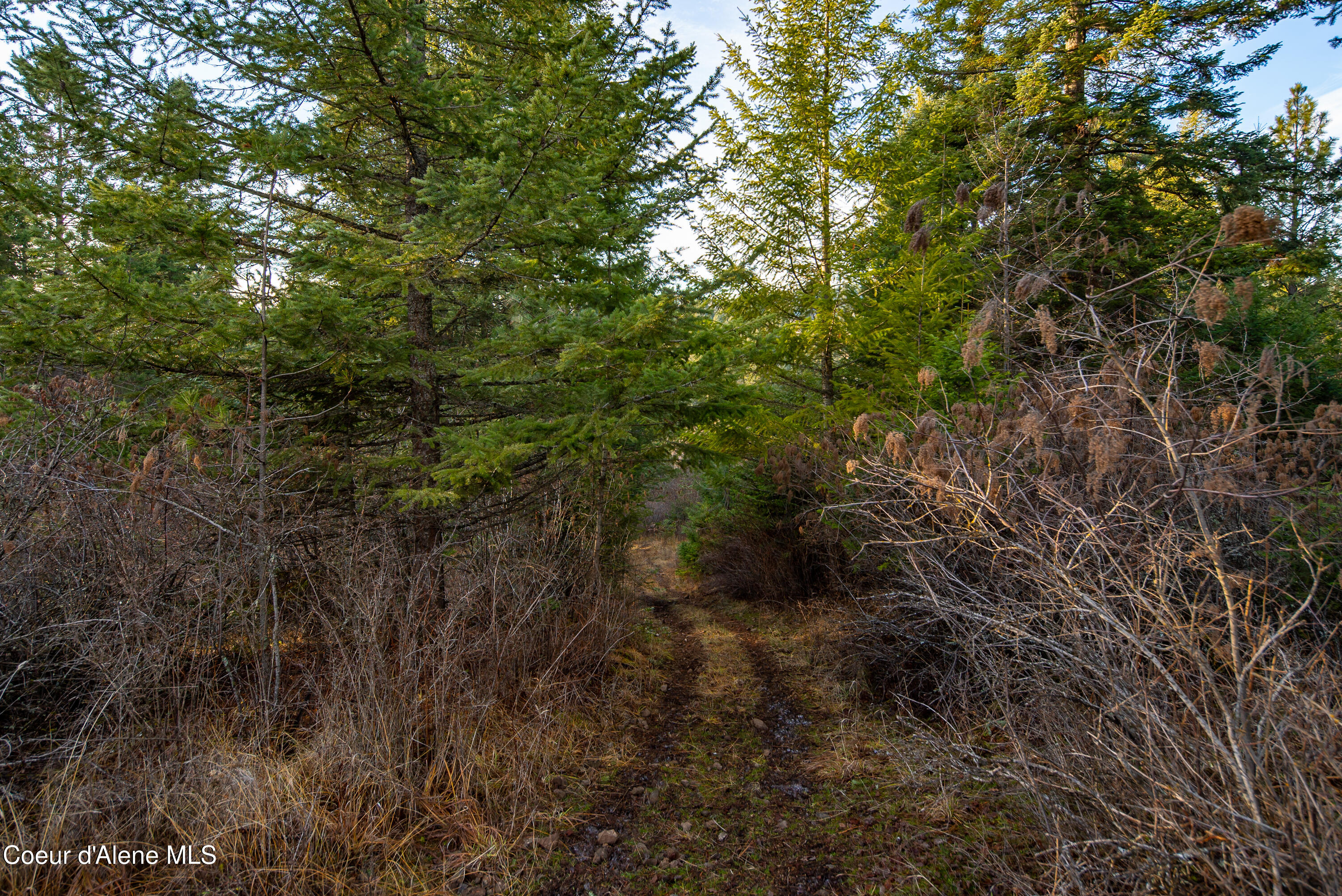 Tbd East Sunnyside Road Coeur D'Alene, ID 83814 - Photo 12 of 14 SUNNYSIDE TREES