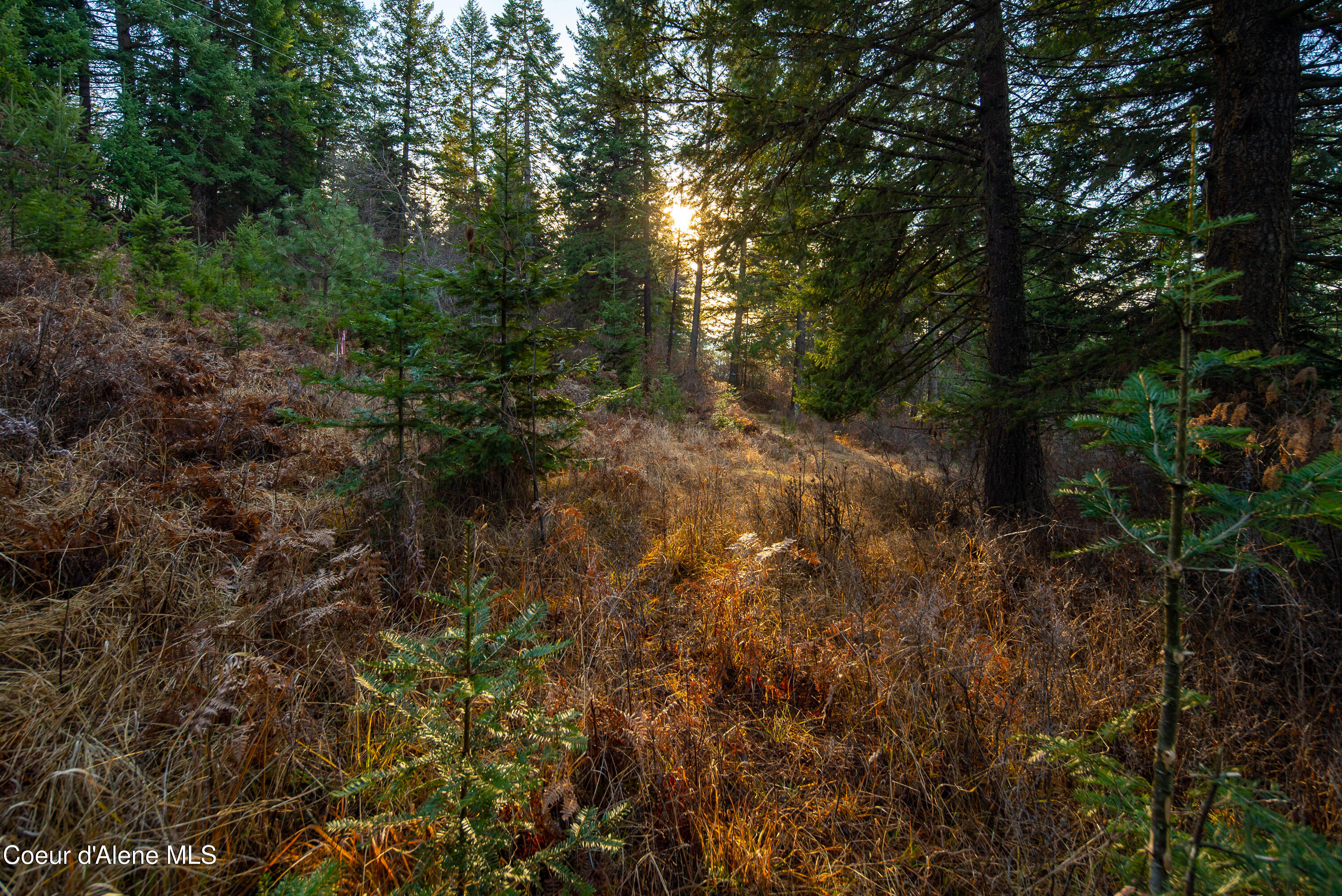 Tbd East Sunnyside Road Coeur D'Alene, ID 83814 - Photo 13 of 14 SUNNYSIDE TREES