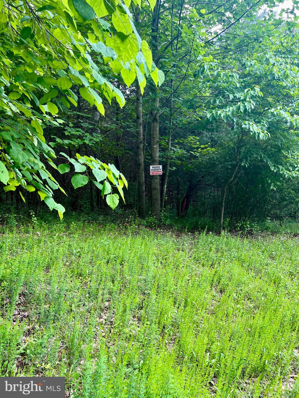 0 Castleton Ford Road Castleton, VA 22716 - Photo 6 of 9