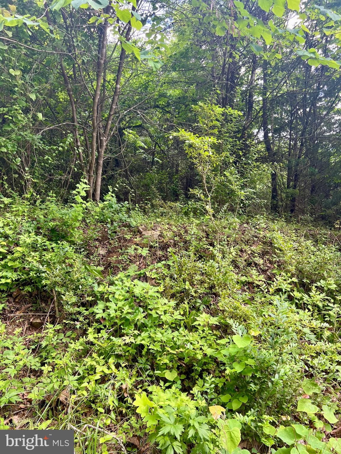 0 Castleton Ford Road Castleton, VA 22716 - Photo 8 of 9