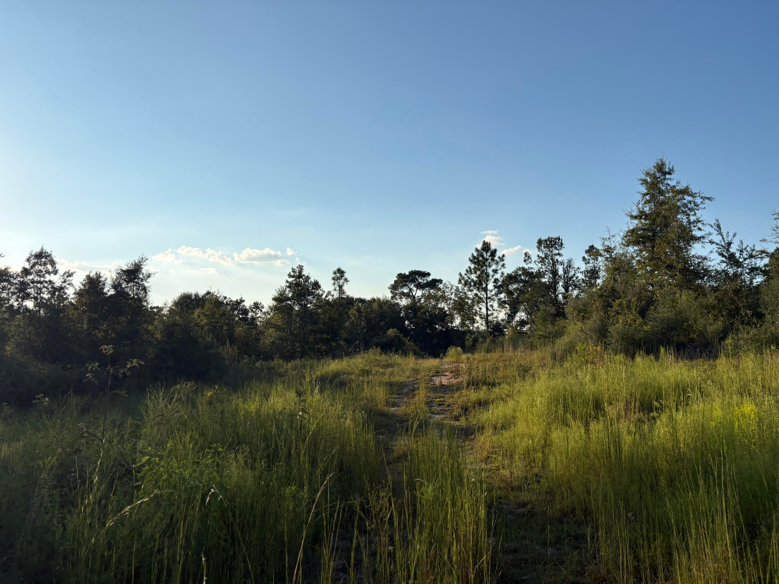 0 Sawmill Road Sandy Hook, MS 39478 - Photo 12 of 17 Gallery Image 12