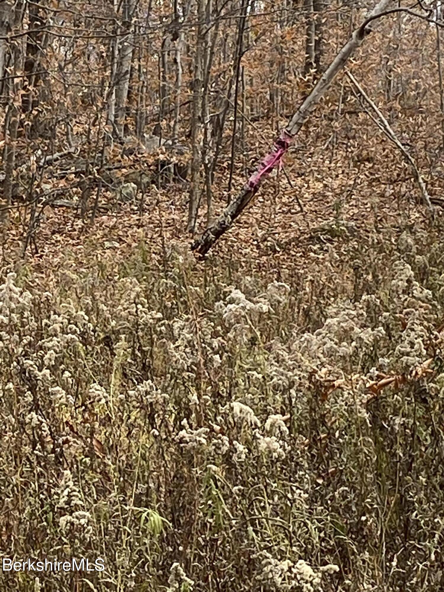 Lot 10 Plumb Road Becket, MA 01223 - Photo 3 of 13 left side of lot boundary