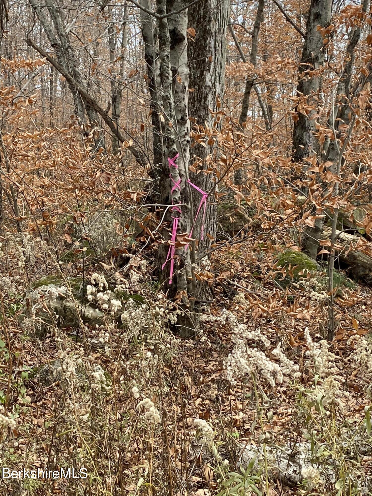 Lot 10 Plumb Road Becket, MA 01223 - Photo 4 of 13 left side of lot boundary by the road