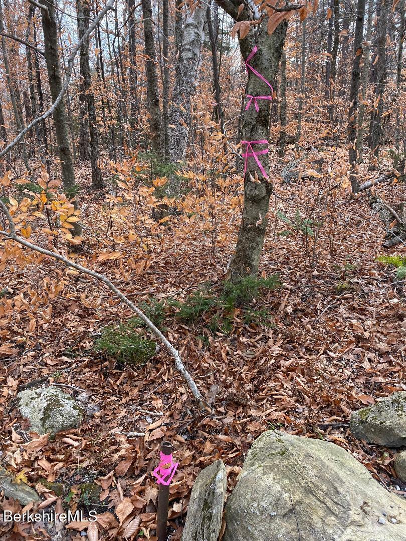 Lot 10 Plumb Road Becket, MA 01223 - Photo 5 of 13 right side of lot boundary