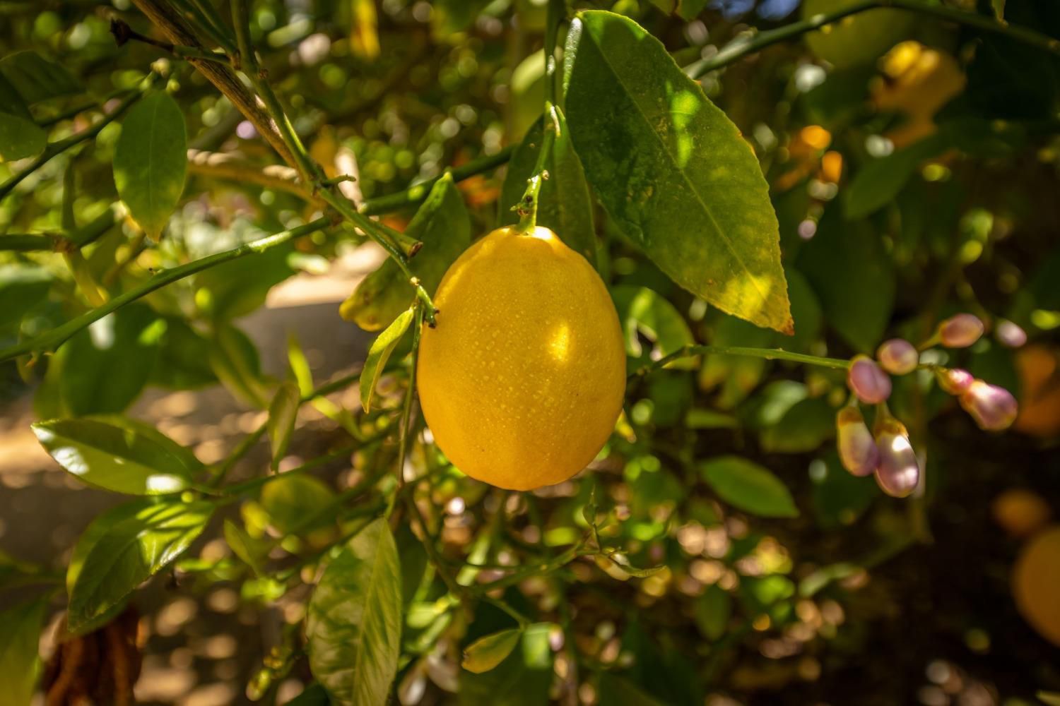 868 Fairview Road Ojai, CA 93023 - Photo 3 of 15 a view of a tree in a yard