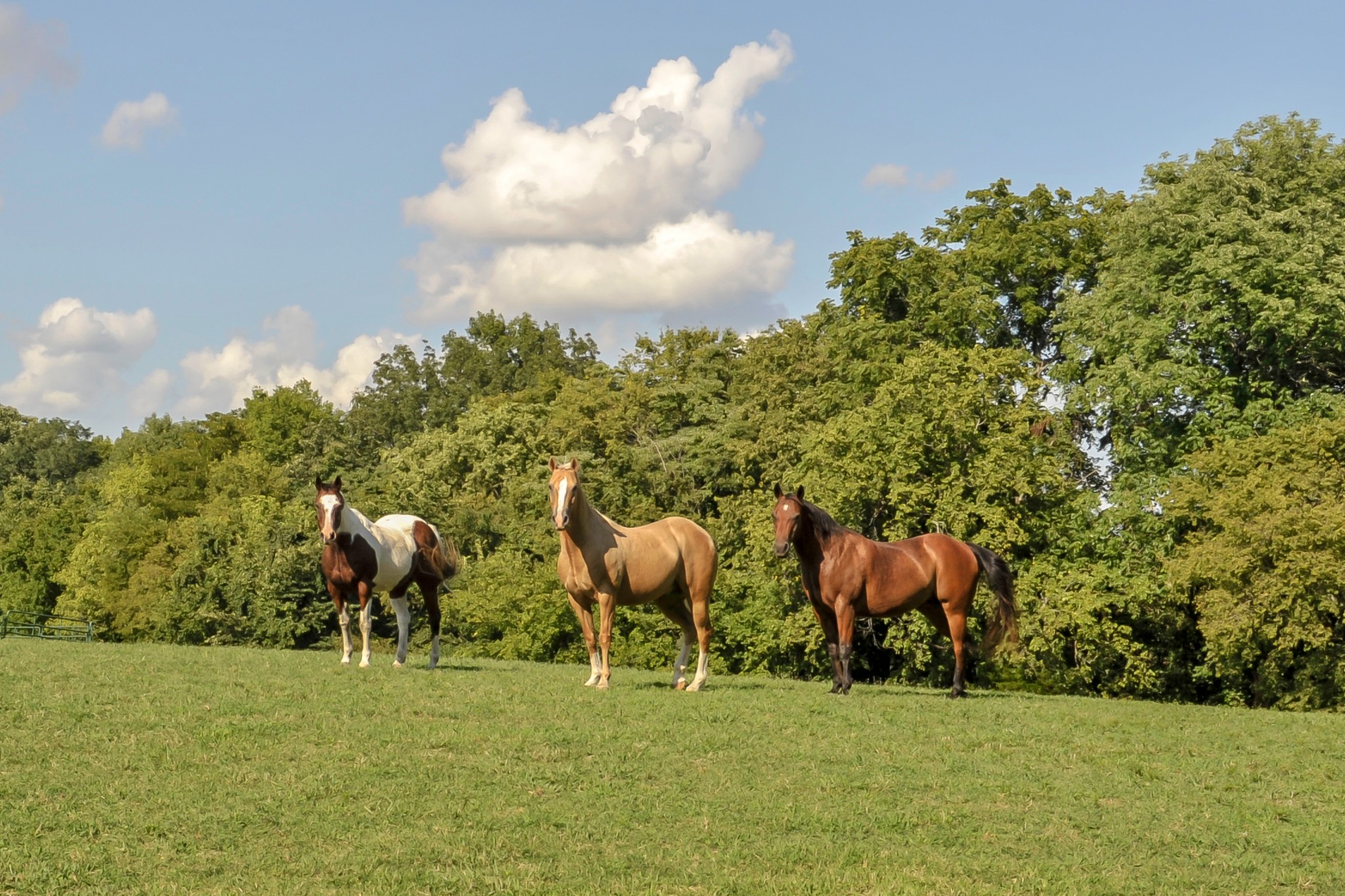 1420 Coleman Road Franklin, TN 37064 - Photo 46 of 50 Gallery Image 46