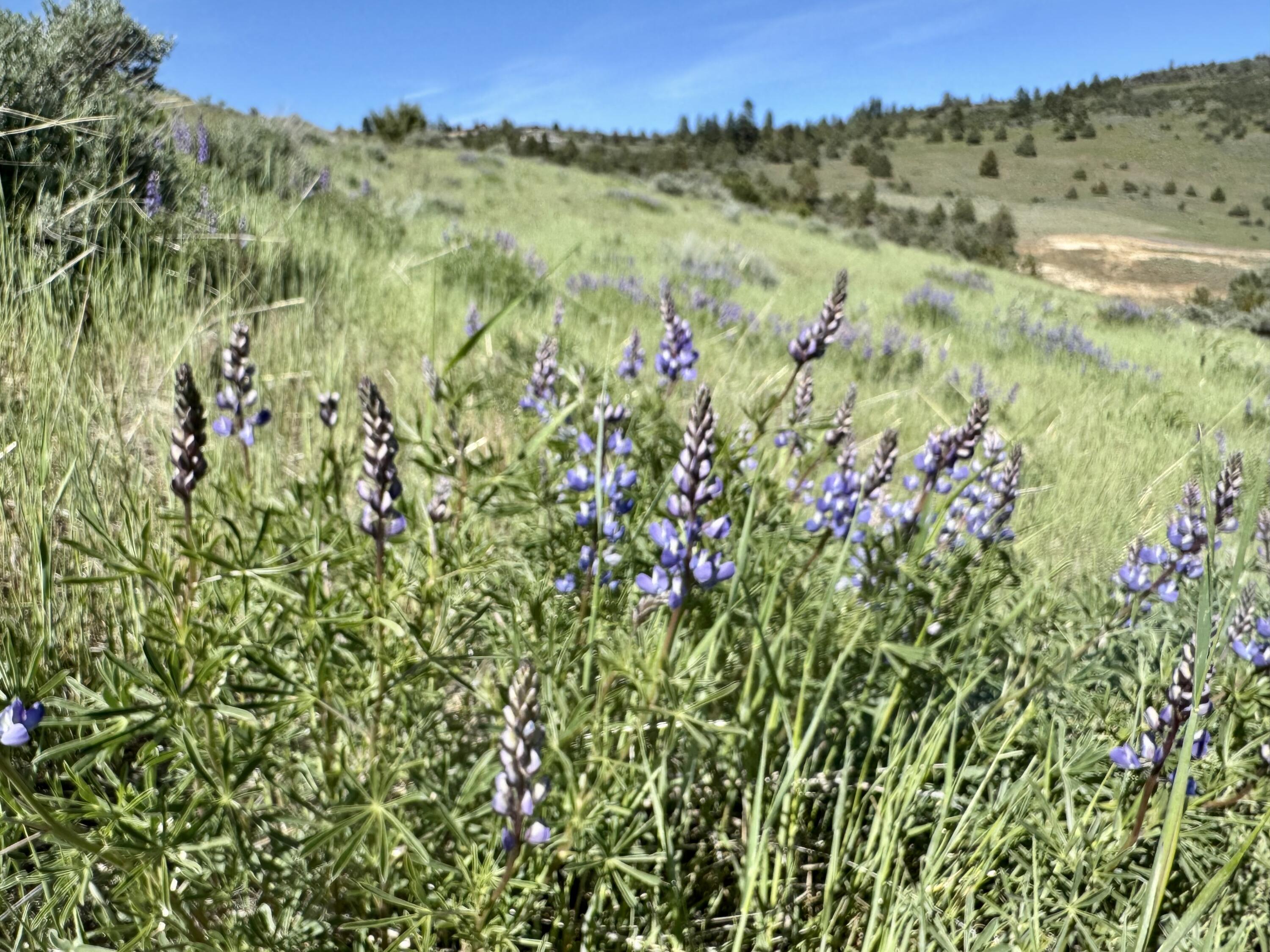 0 Plum Hill Road, Unit LOT 702 Klamath Falls, OR 97601 - Photo 18 of 21