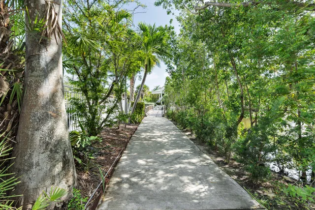 a view of a pathway with plants and large trees