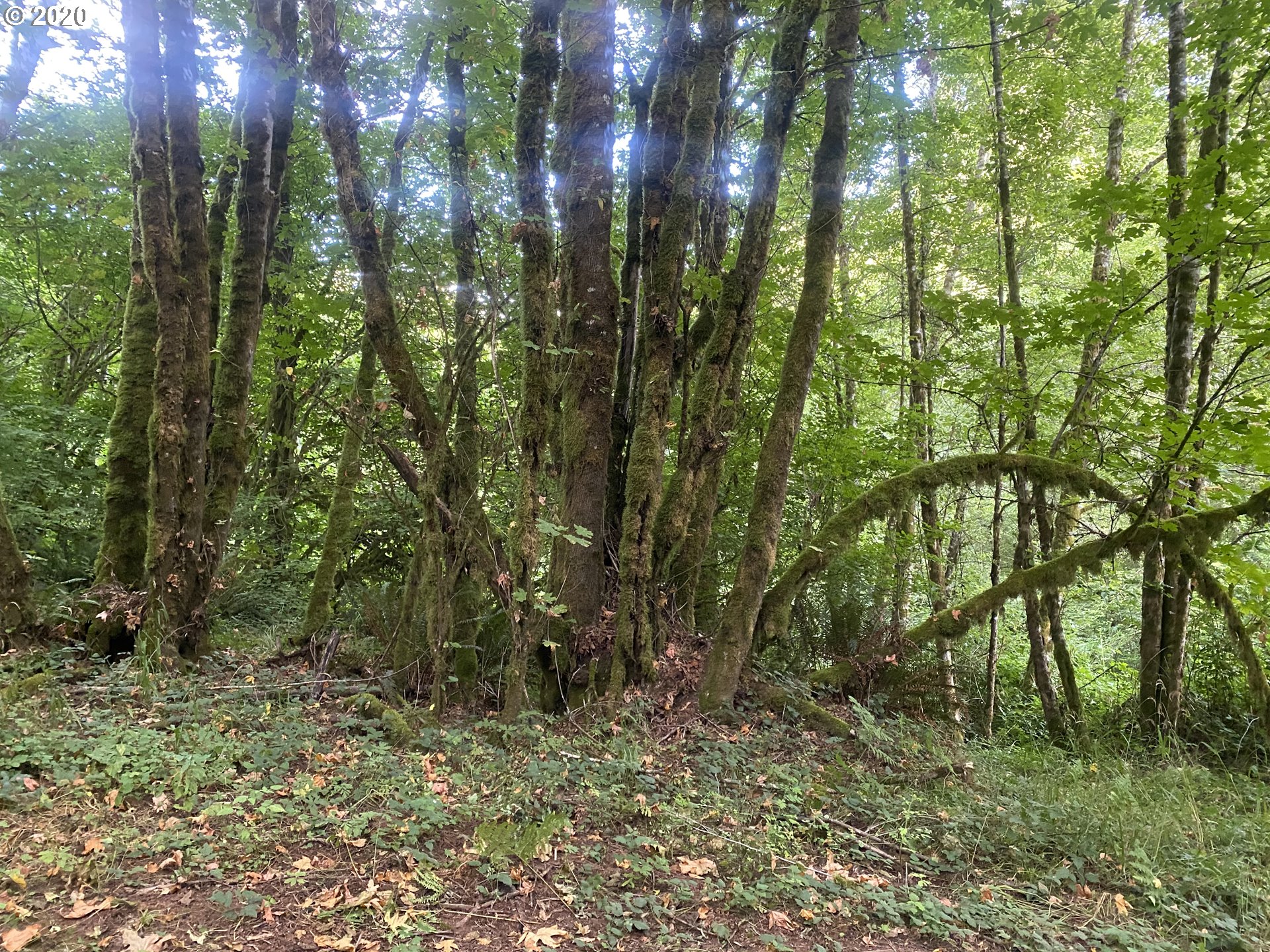Dart Creek Rd Street St. Helens, OR 97051 - Photo 22 of 30 Gallery Image 22