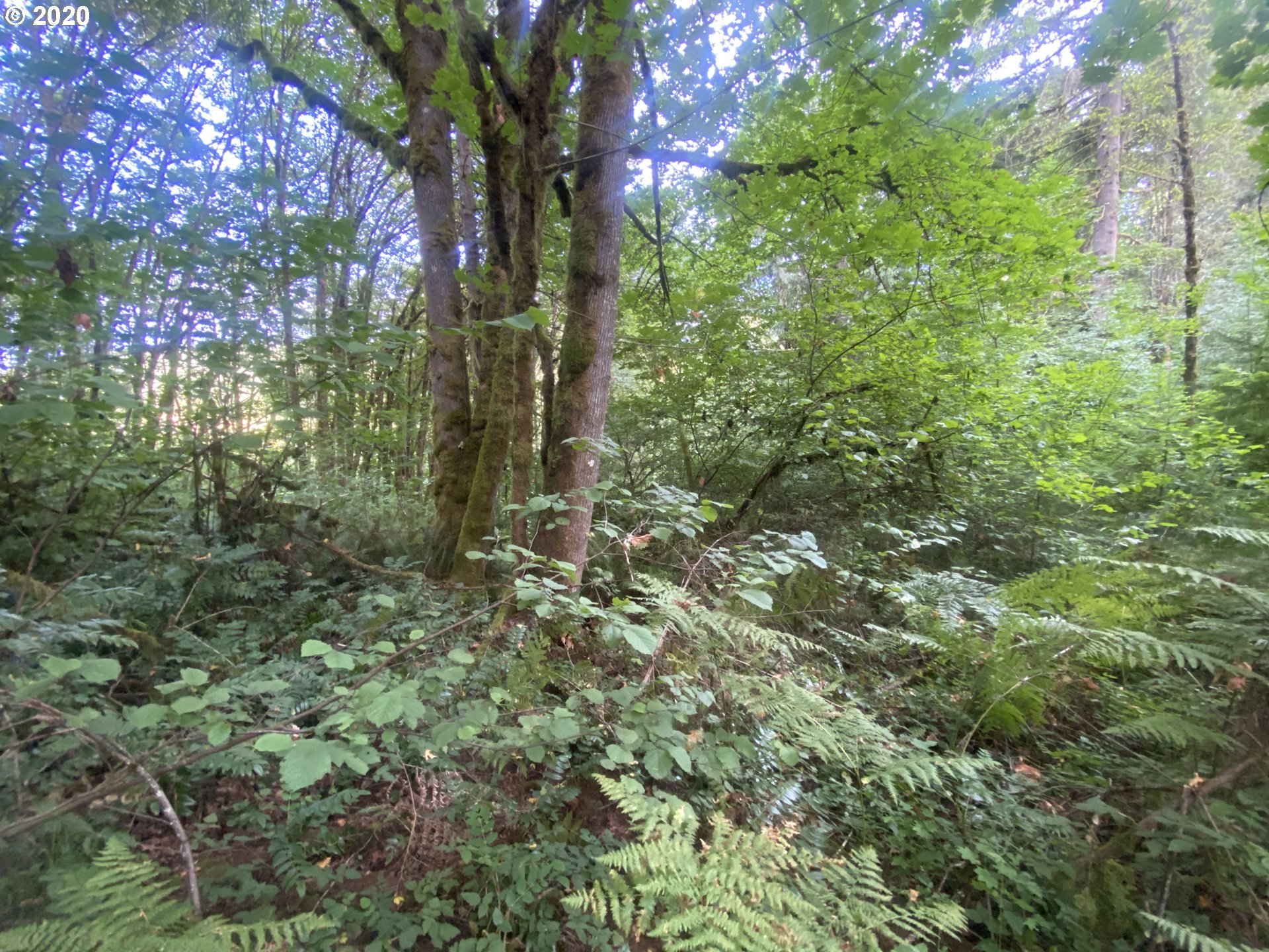 Dart Creek Rd Street St. Helens, OR 97051 - Photo 25 of 30 Gallery Image 25