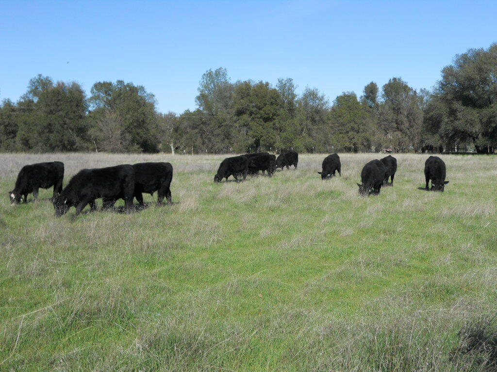 16857 Gas Point Road Cottonwood, CA 96022 - Photo 35 of 40 DSCN4291
