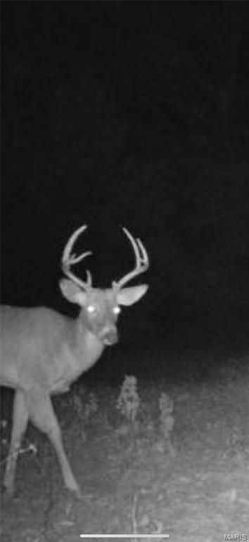 6483 Wayne Rte P Lowndes, MO 63951 - Photo 16 of 37
