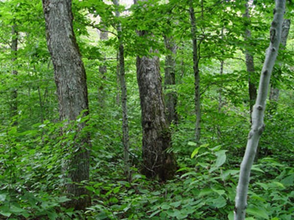 Lot 142 Amherst Road Belchertown, MA 01007 - Photo 1 of 2 Gallery Image 1