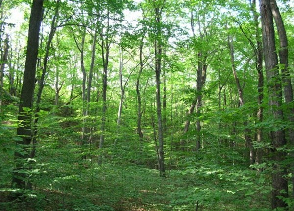 Lot 142 Amherst Road Belchertown, MA 01007 - Photo 2 of 2 Gallery Image 2