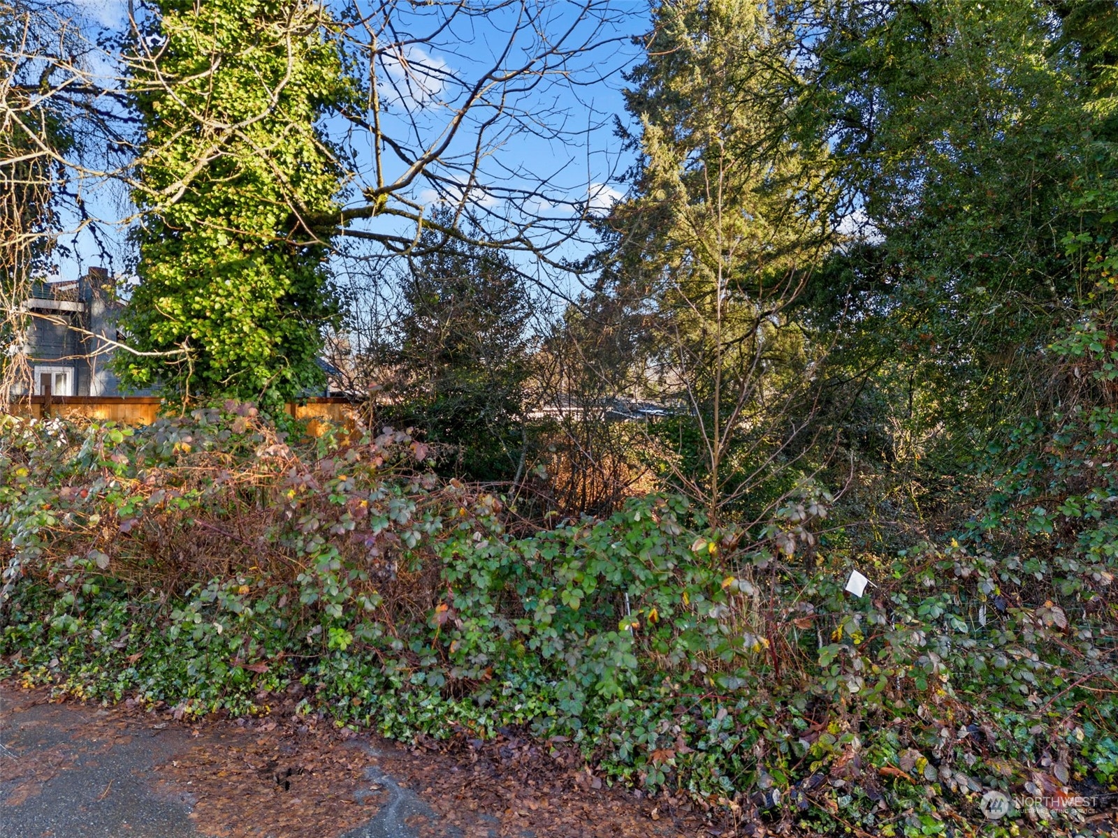 315 Lind Avenue Northwest Renton, WA 98057 - Photo 2 of 16 a view of a tree