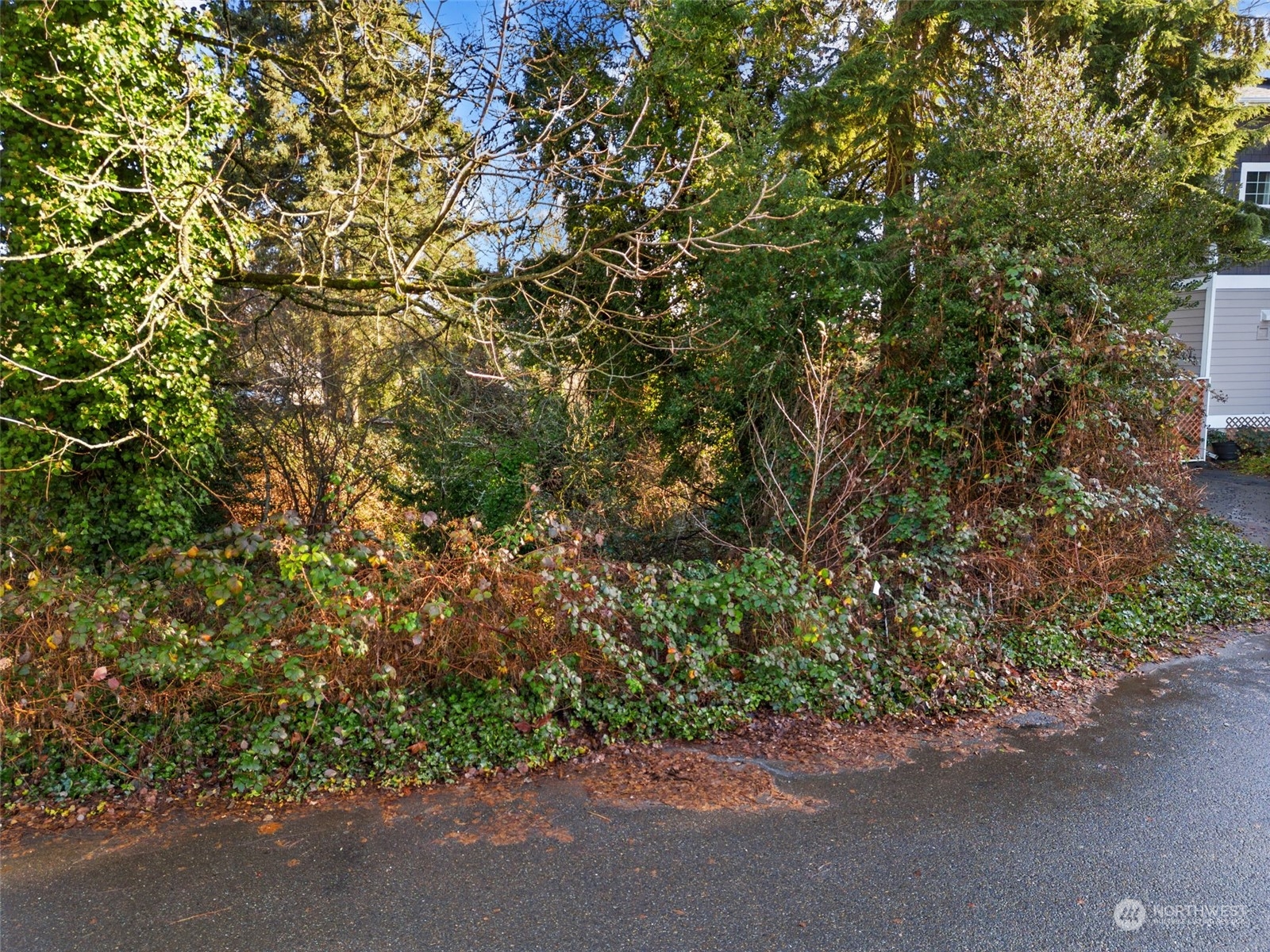 315 Lind Avenue Northwest Renton, WA 98057 - Photo 3 of 16 a backyard of a house with a tree