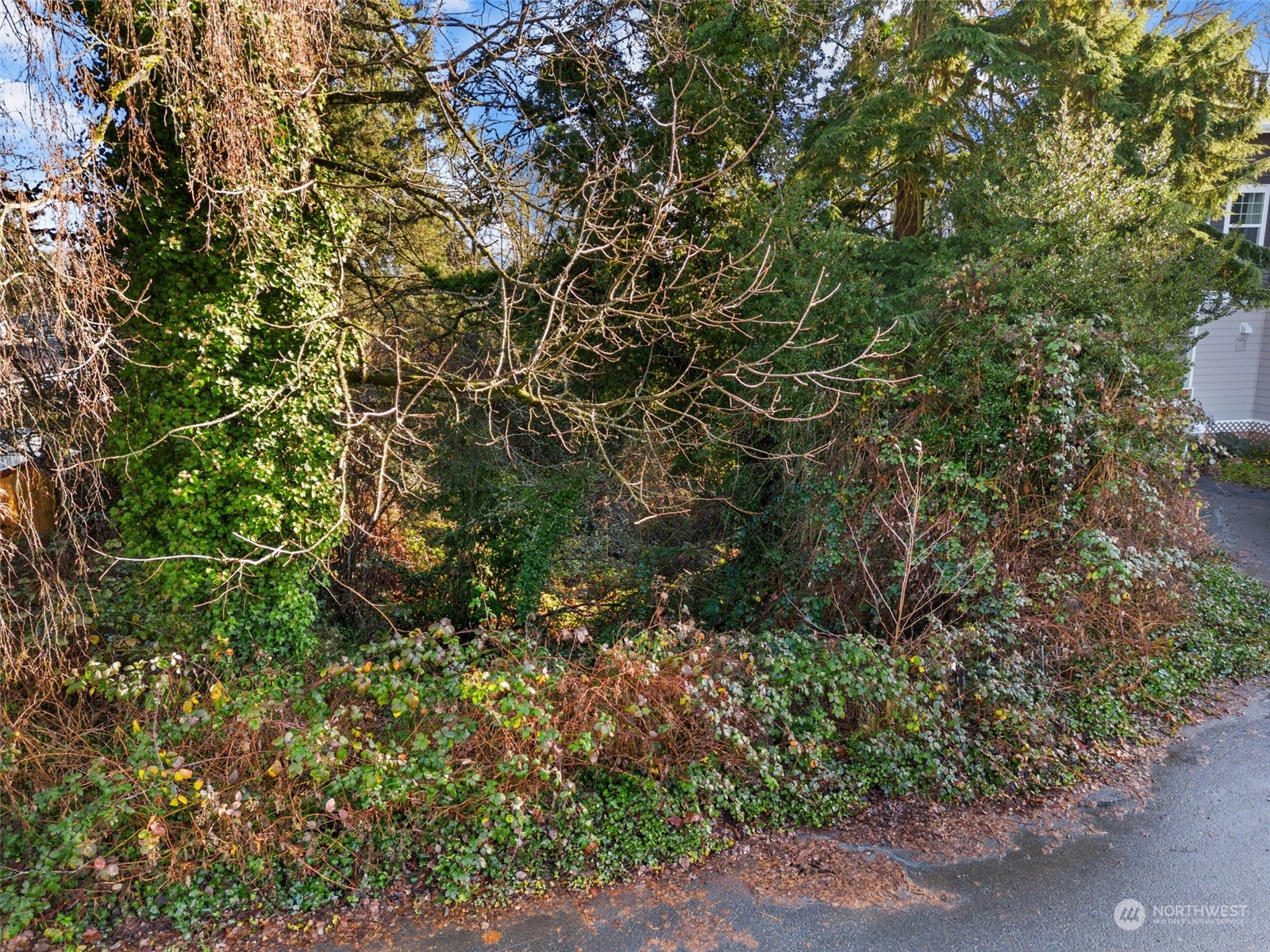 315 Lind Avenue Northwest Renton, WA 98057 - Photo 4 of 16 a view of a tree with a tree