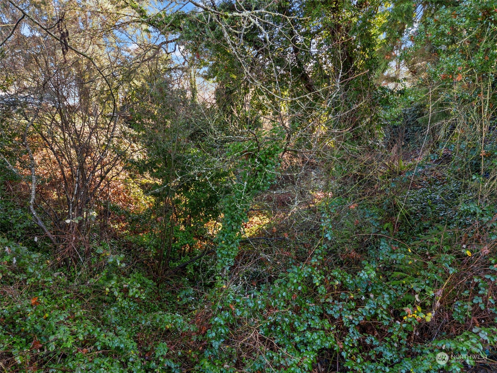 315 Lind Avenue Northwest Renton, WA 98057 - Photo 6 of 16 a view of a tree in a yard
