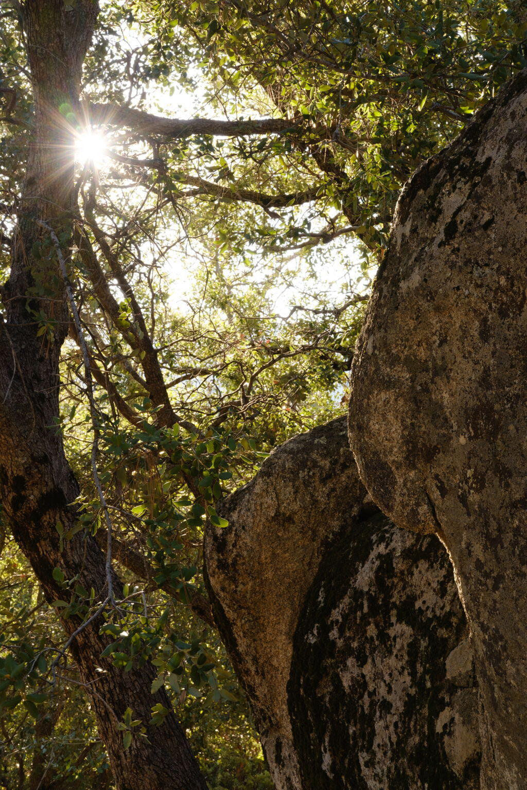 53590 Jeffery Pine Road Idyllwild, CA 92549 - Photo 35 of 61 50-web-or-mls-53590 Jeffery Pine Rd by P