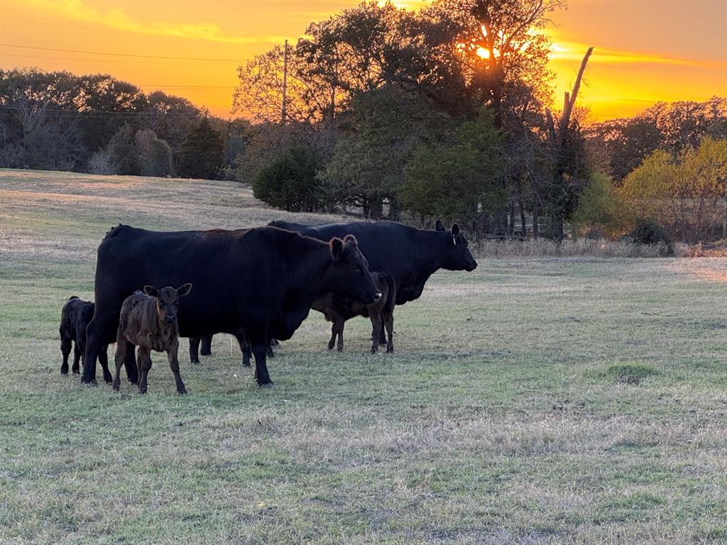 3827 County Road 3827 Wills Point, TX 75169 - Photo 22 of 25 a view of a yard of the house