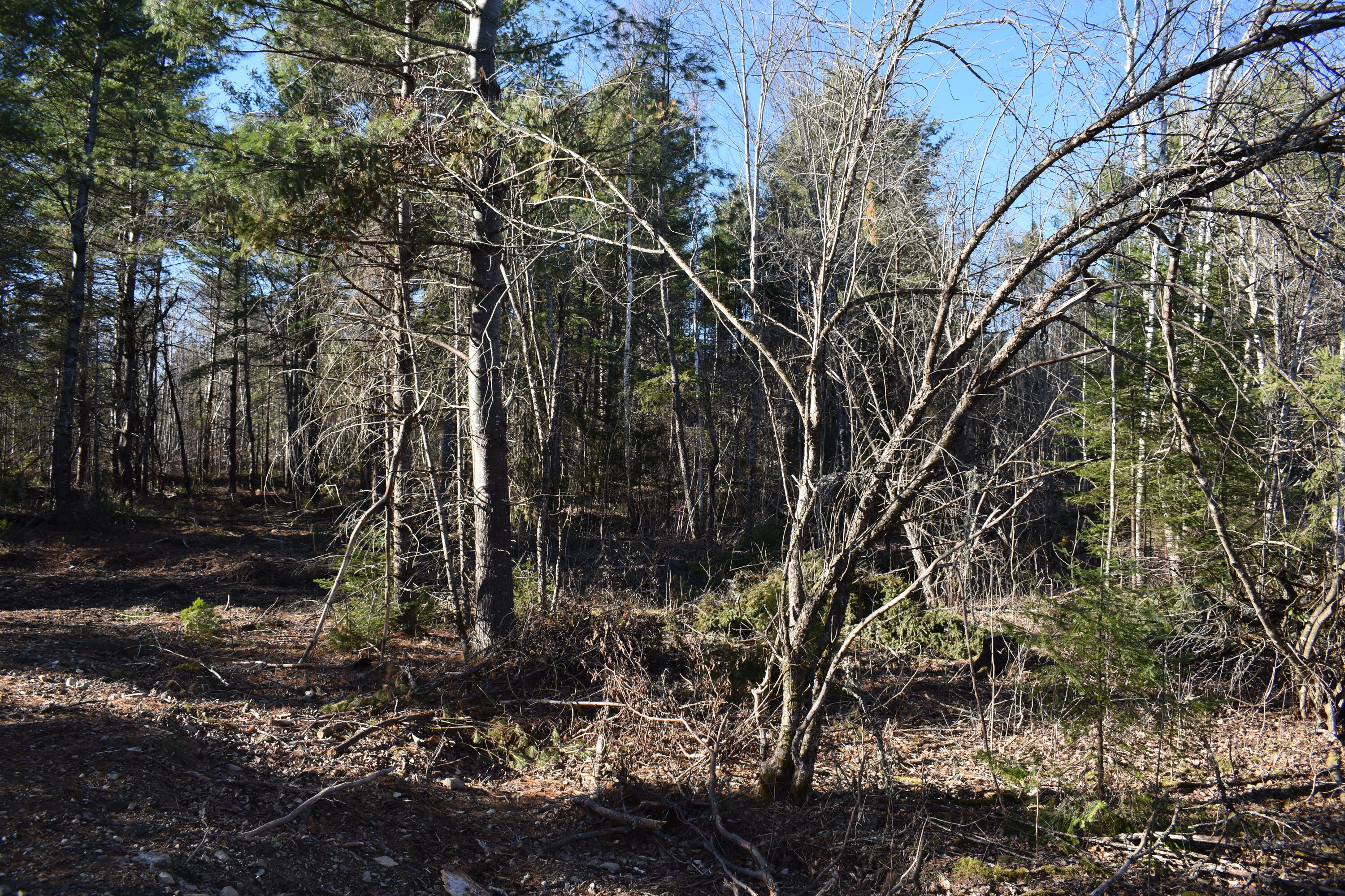 T7 R3 Nbpp Me 04487 Road Springfield, ME 04487 - Photo 7 of 15 DSC_0179