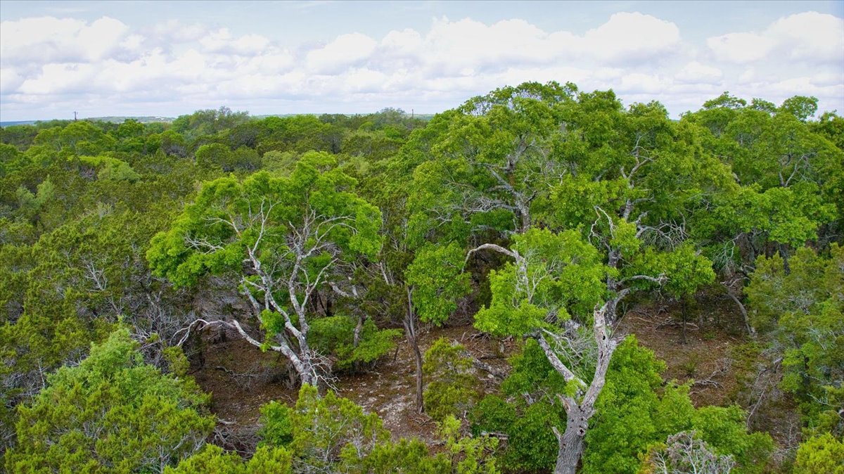 24369 Round Mountain Road, Unit 6 Leander, TX 78641 - Photo 15 of 28 View of nature with a forest view