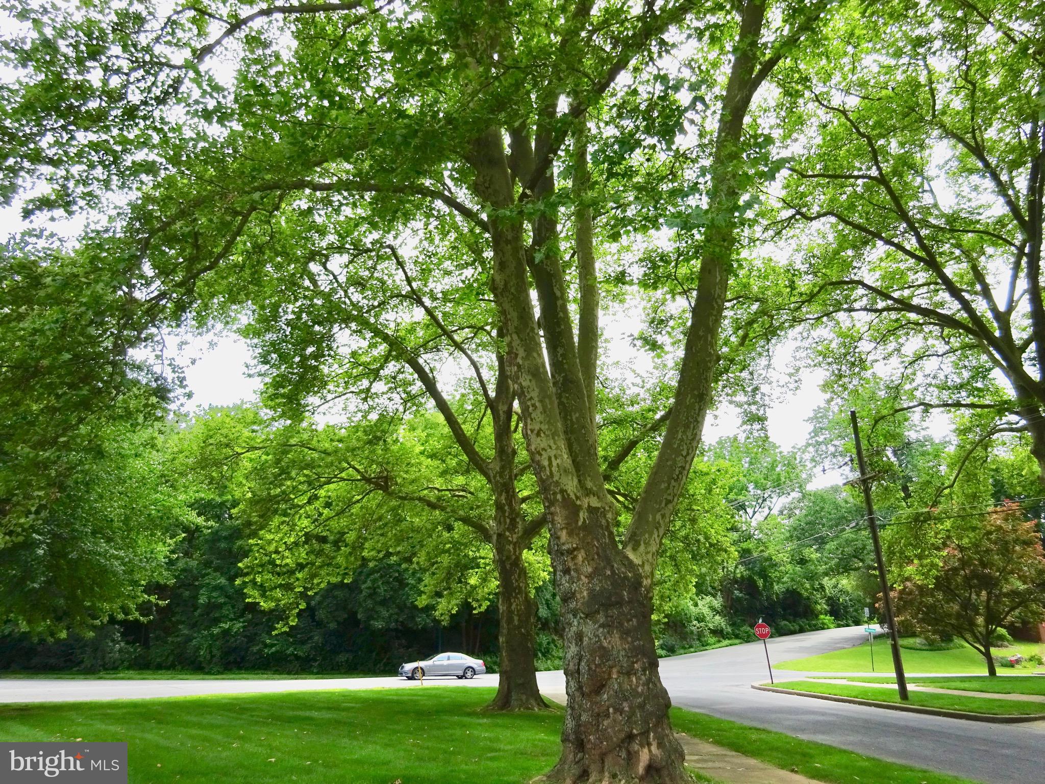1355 Museum Road Reading, PA 19611 - Photo 42 of 43 Side Yard