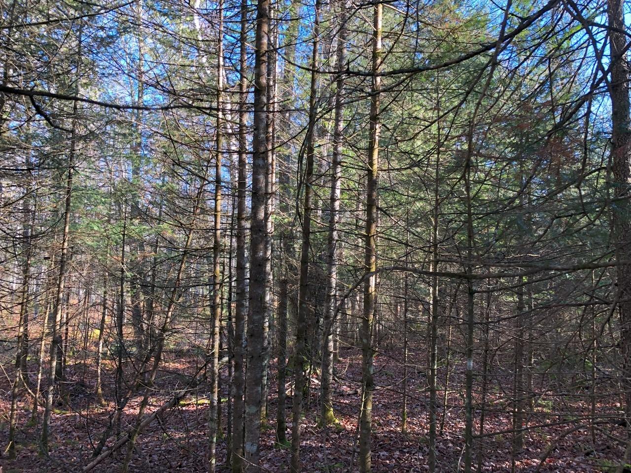 Off East Bay Road, Unit LOT 6 Presque Isle, WI 54557 - Photo 22 of 26 Gallery Image 22