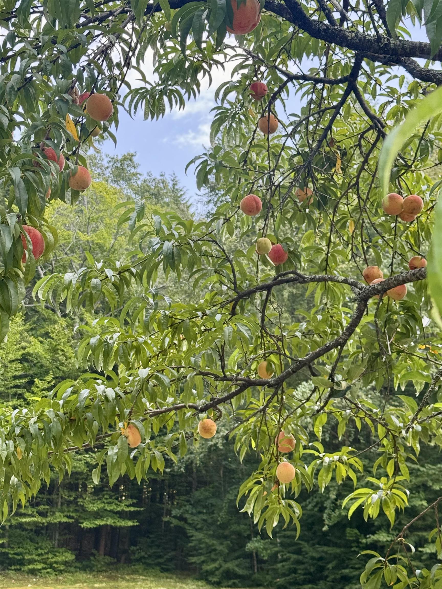 15 Wheeler Road Bow, NH 03304 - Photo 59 of 59