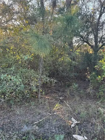 a view of a covered with lots of trees