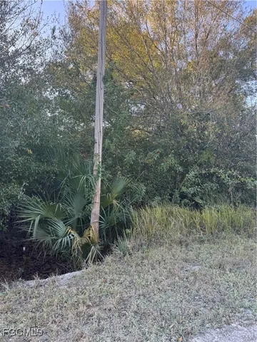 a view of a forest filled with trees