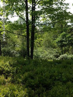 5948 Clover Road Long Pond, PA 18334 - Photo 4 of 11 a view of a yard with a tree