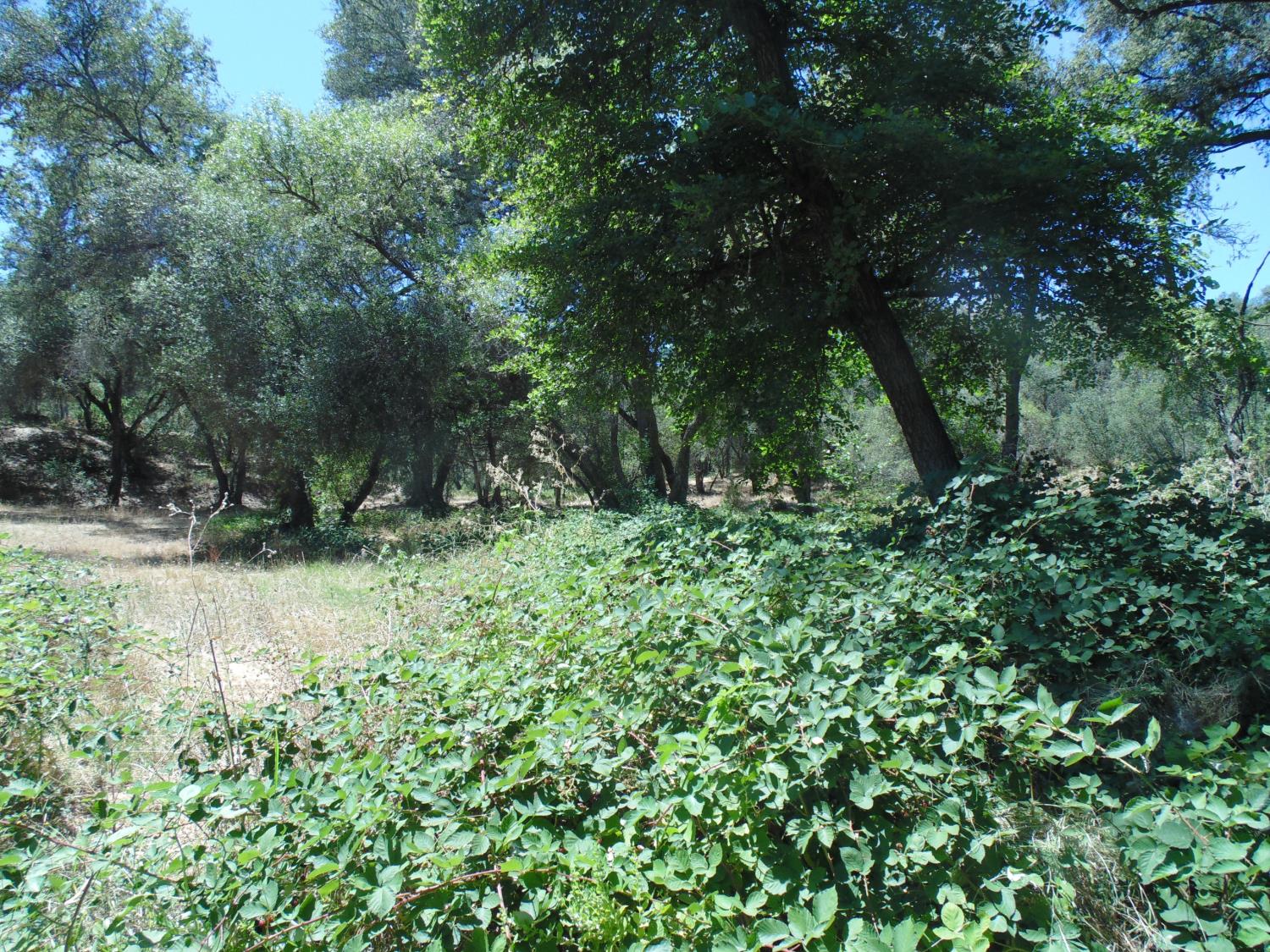 1148 Lotus Road Placerville, CA 95667 - Photo 12 of 24 Gallery Image 12