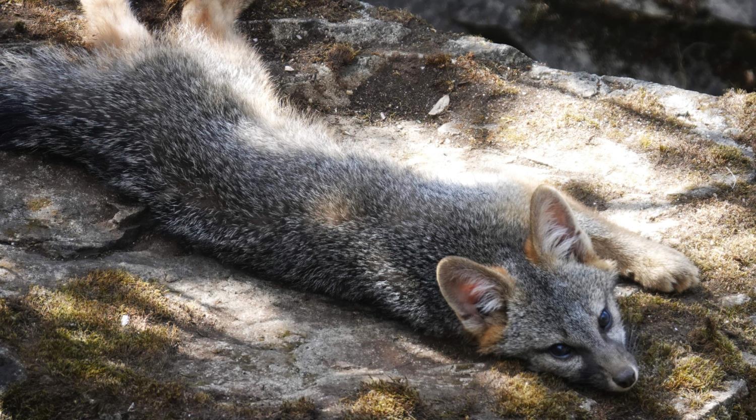 1440 Dog Bar Road Colfax, CA 95713 - Photo 53 of 93 Resting Fox at 1440 Dog Bar Rd Colfax Ca